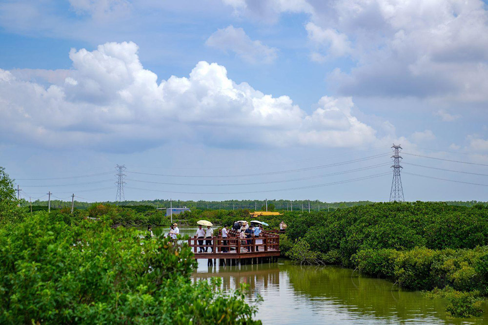 金牛岛红树林.jpg